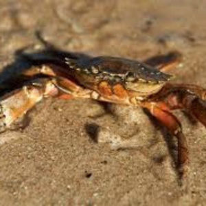 Meet your Posher, Vincent